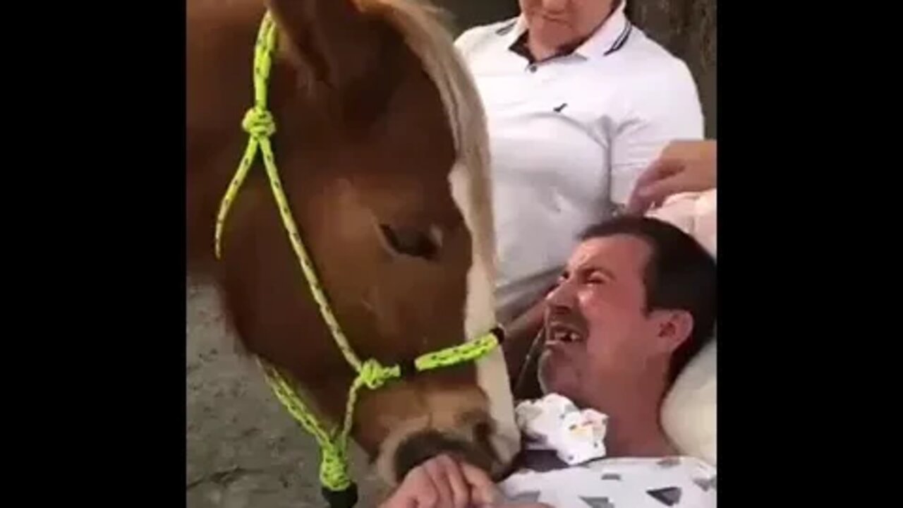 Horse cries when he sees his owner dying