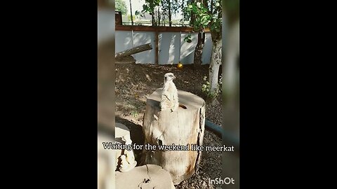 Waiting for the weekend ( funny meerkat)