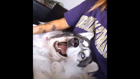 Cuttest, Funniest Husky Dogs Compilation