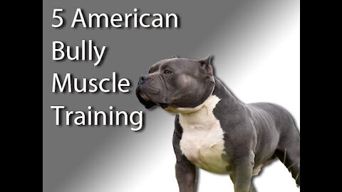 5 American Bully MUSCLE Training Exercises That Will Get Your Dog MUSCULAR!!