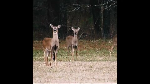 Deer in georgia
