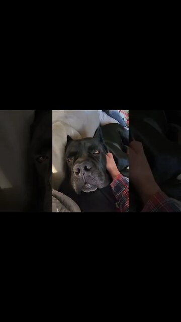 This Dog's Head is HUGE! OMG! #shorts #viral #funnydogs