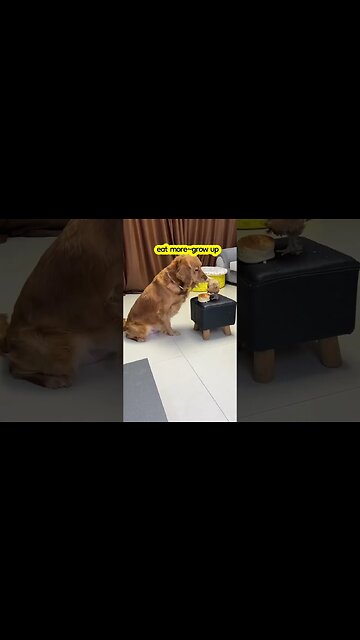 #goldenretriever #shorts #dog #pet #trending