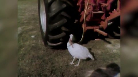 In 1973, people raced turkeys before Thanksgiving