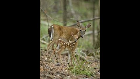 Fawns In The Woods!