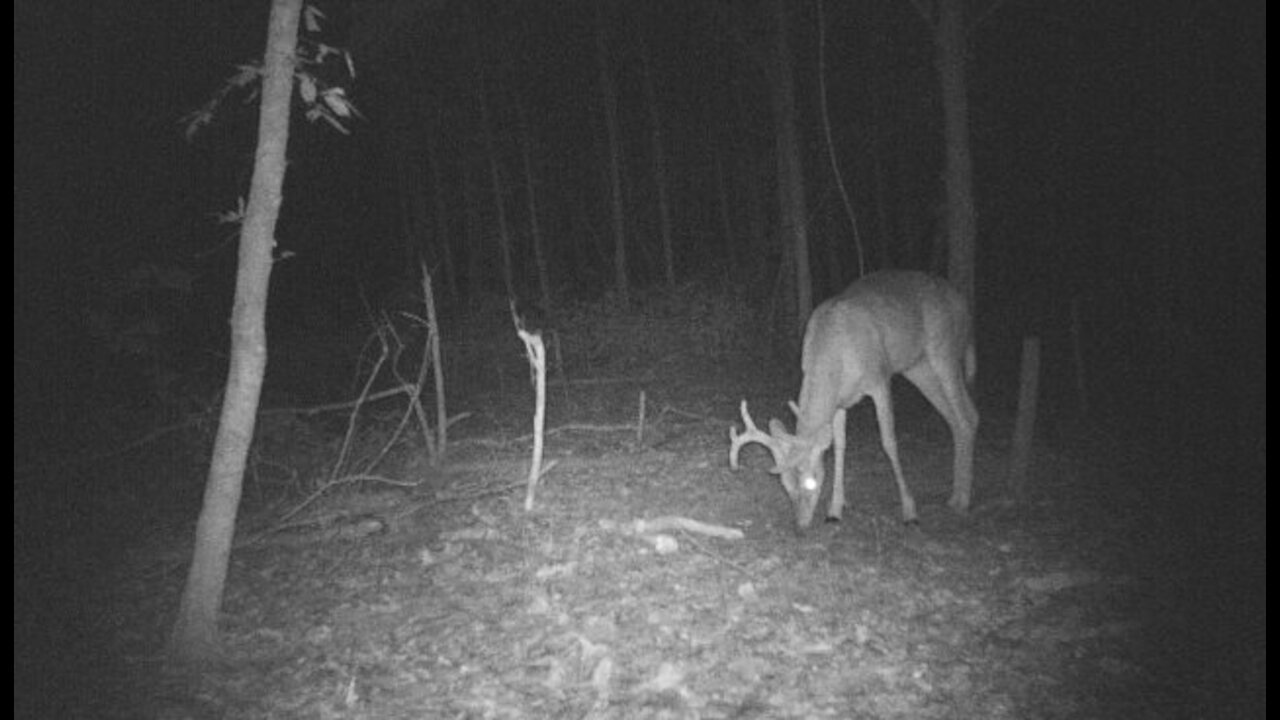 Trail camera footage