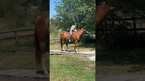 Taking My Young Horse Over A Teeter Totter