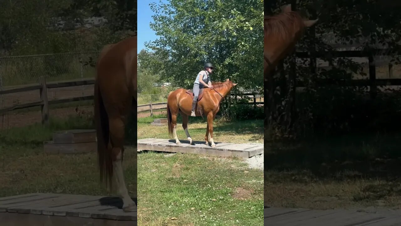 Taking My Young Horse Over A Teeter Totter