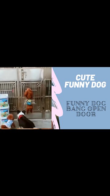 Cute Funny Dog Bang