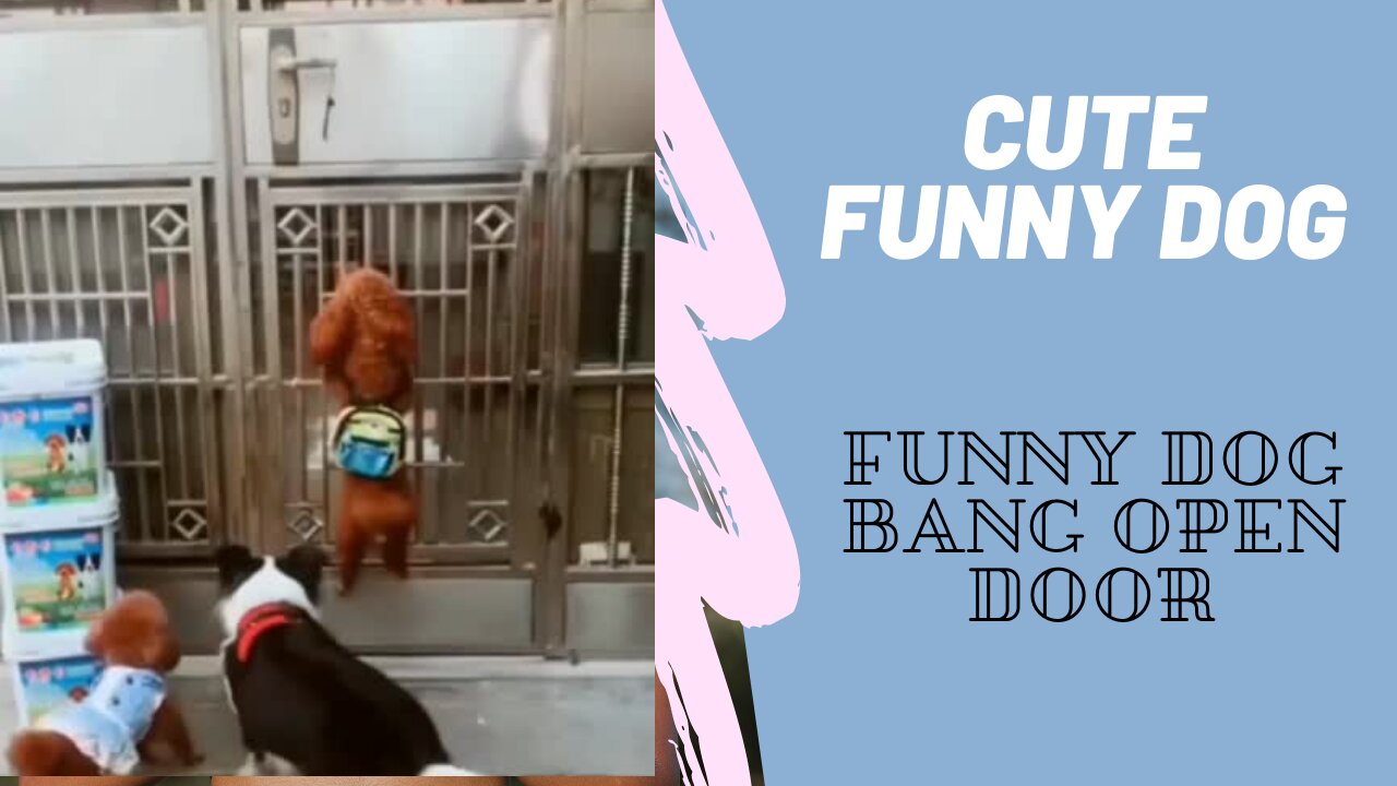 Cute Funny Dog Bang