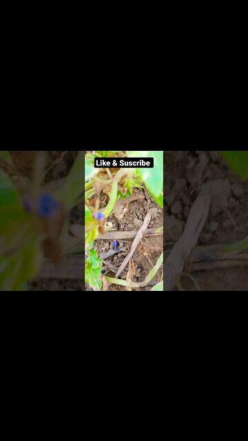 guzarish 🙏🥰🤣shorts,#shorts,joke fun shorts,minecraft shorts,short,joke fun shorts youts #shorts