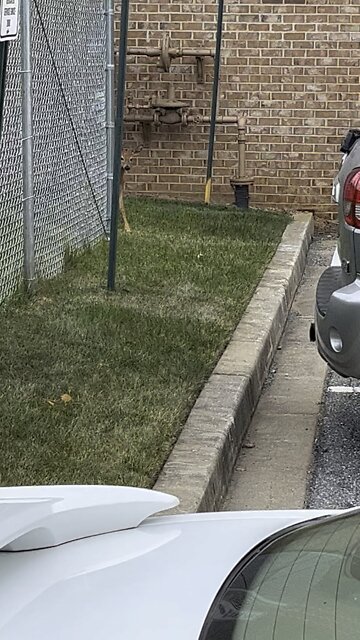 Frightened young doe