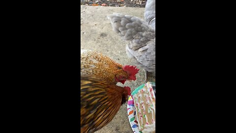 Chickens Eating A Gingerbread House