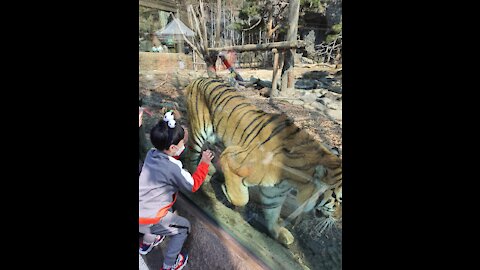 The Daily Life of Korean Tigers in Everland