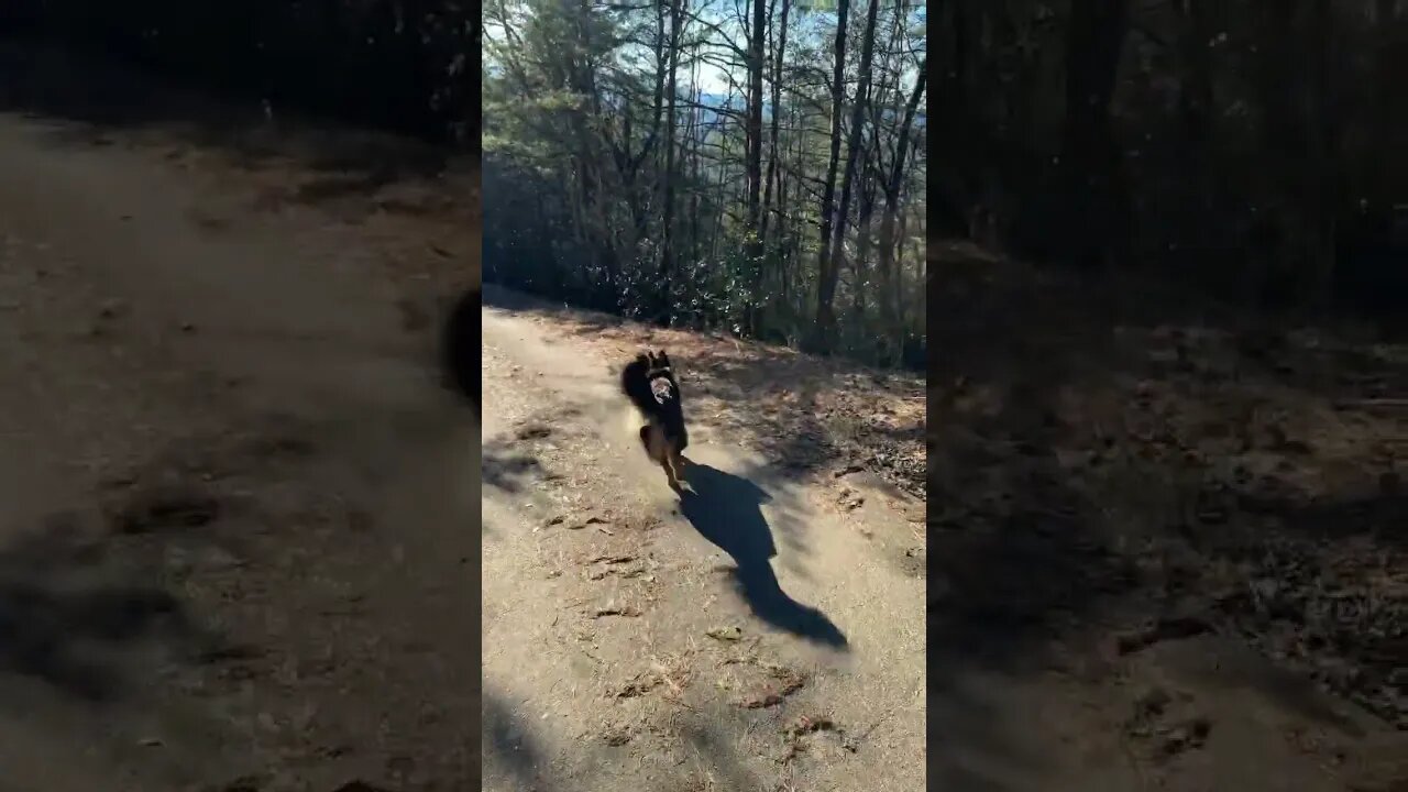 Whiskey and Bella go for a walk. Going down the only road they’ve ever known German Shepherd dog.
