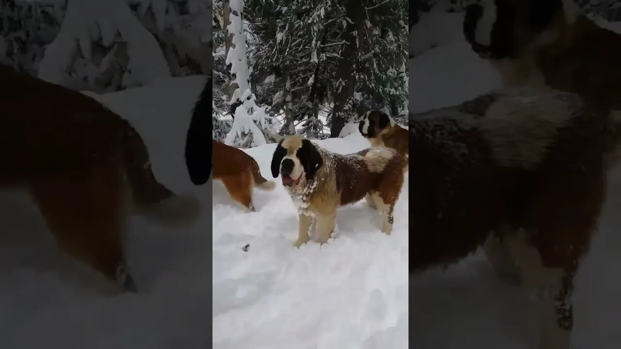 Very cute big dogs 🐕🐩🐕🐩 #shorts..