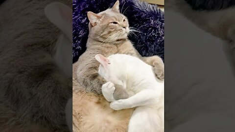 😹Check Out Daily Hilarious Animal Videos😂 | Animals LOL Moments