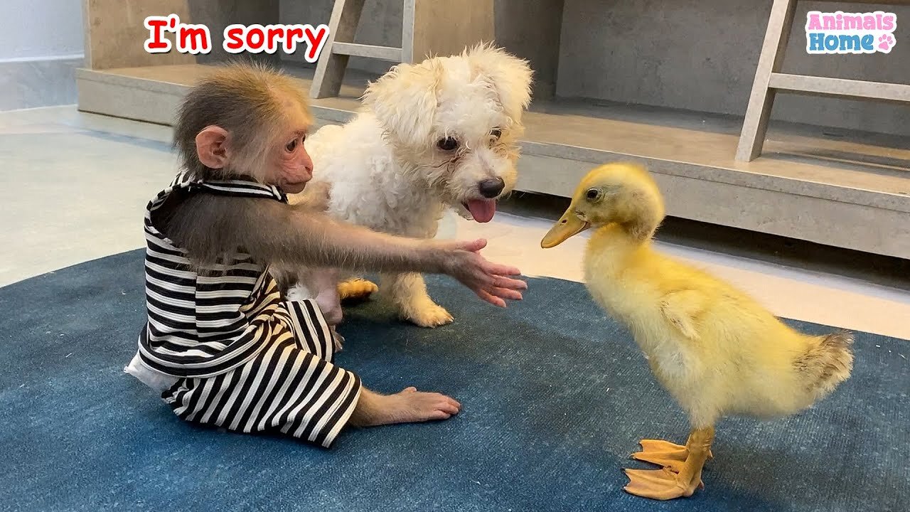 BiBi monkey steals duckling's watermelon then...