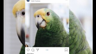 Boynton Beach restaurant missing parrot found