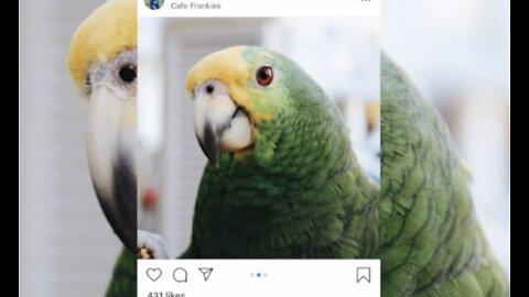 Boynton Beach restaurant missing parrot found