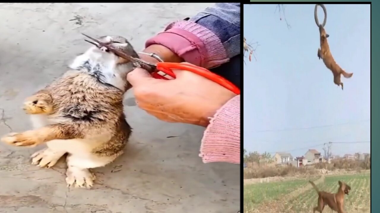 SEE HOW A CAT TEETH ARE CUT WITH SSISSARE