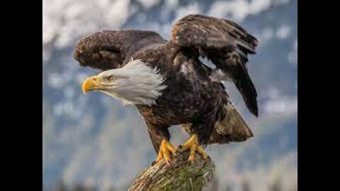 Beautiful Video of Releasing an Eagle to the Jungle