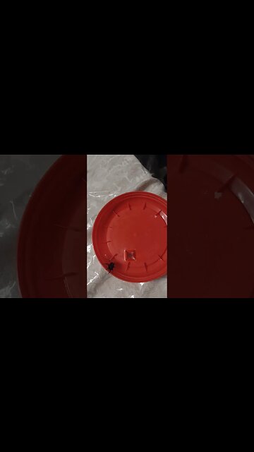 spider my kids found 🕷️ 🕸️