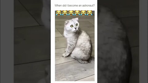 The cat was confused. 😹😹😹 #shorts #short #cat #viral #shortvideo #subscribe #lol #reels