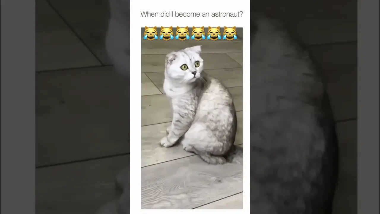 The cat was confused. 😹😹😹 #shorts #short #cat #viral #shortvideo #subscribe #lol #reels