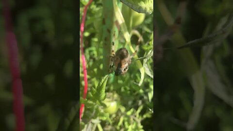 Are you afraid of spiders?One spider in my garden from very close