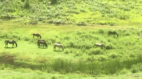 The entire herd in one shoot