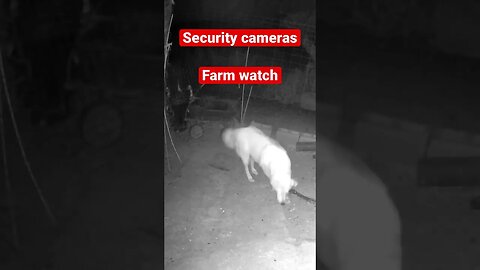 Farm cam: monitoring animals