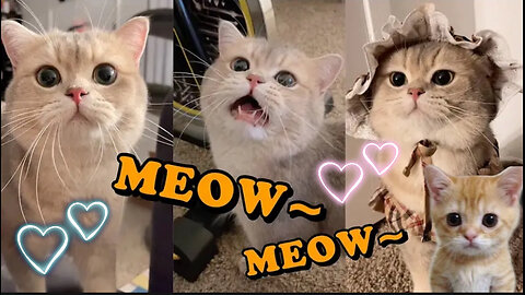 Cute cat cash’s meow talk compilation mew cat