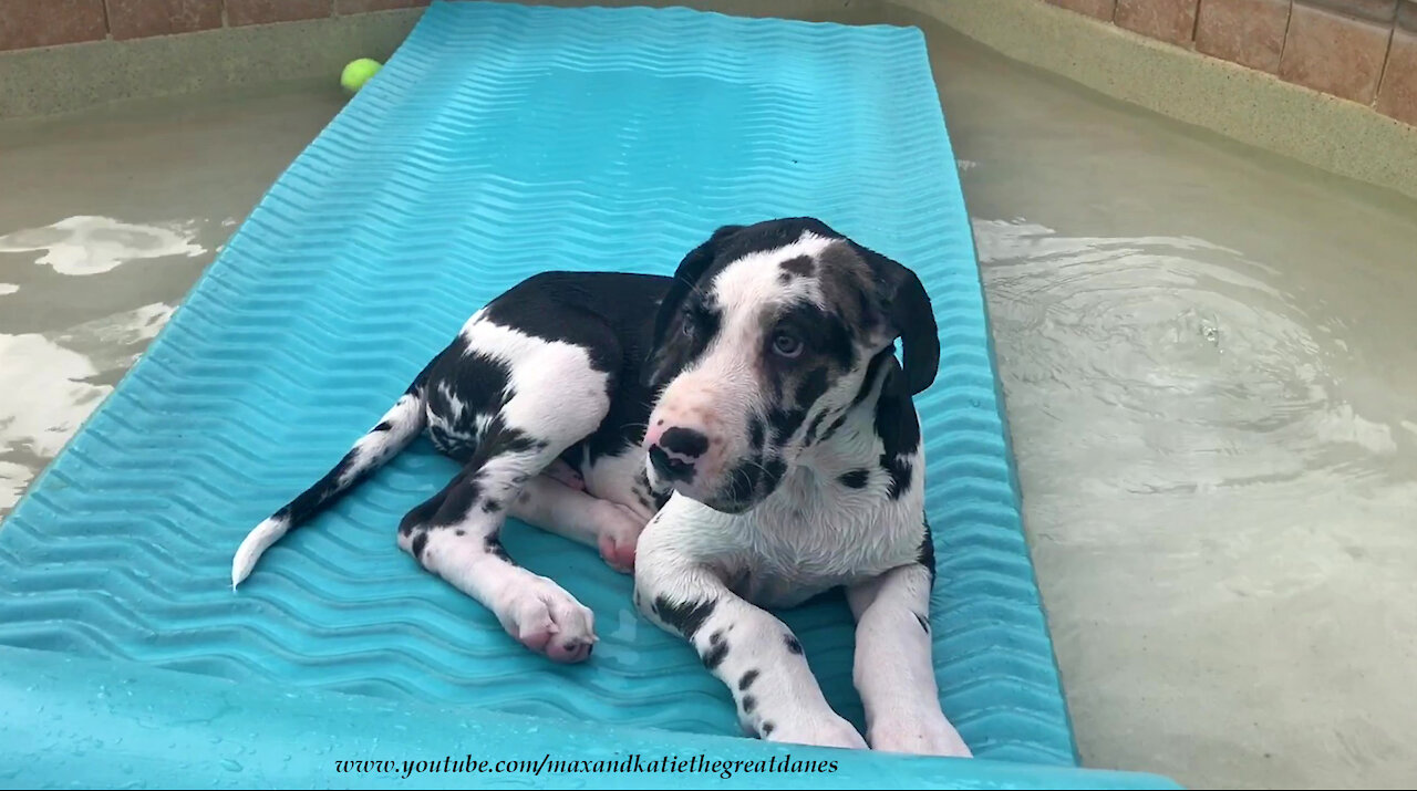 Great Dane puppy loves to play on his pool floatie