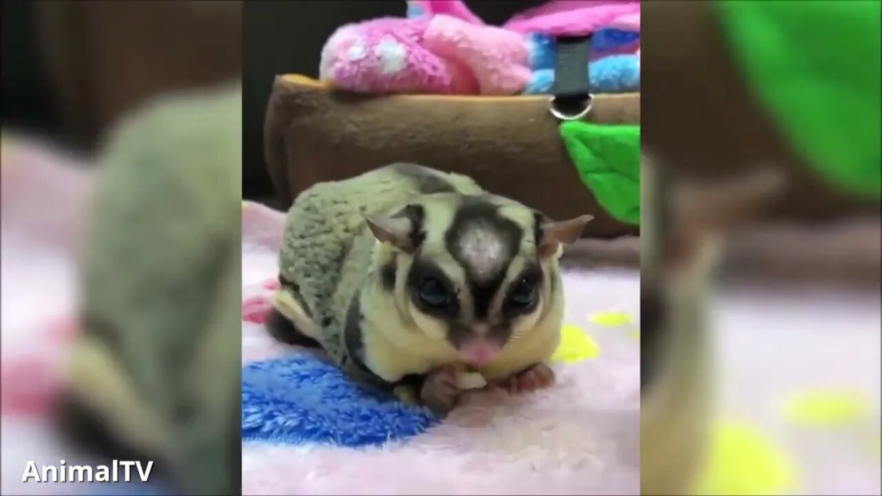 Ethiopian Funny SUGAR GLIDERS Flying & Cute Compilation