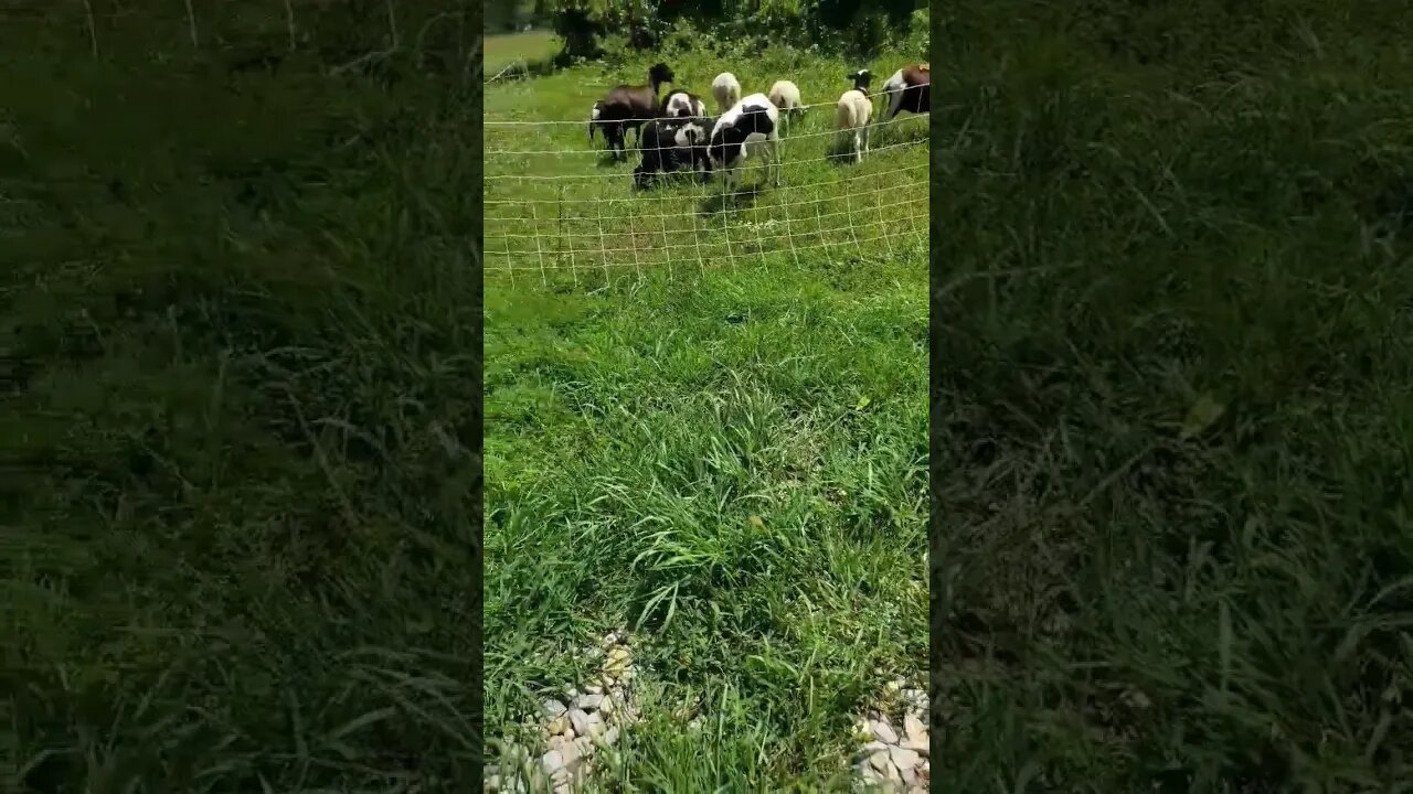 Grazing hairsheep in the Ozarks summer. Heat index of 107 calls for good shade! #shorts #leangrazing