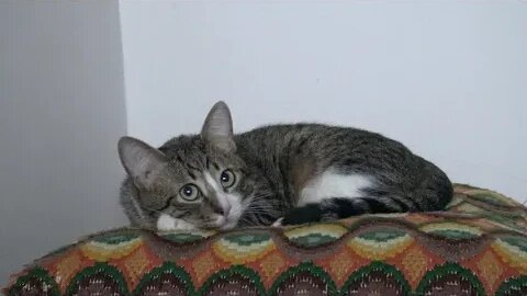 In the Evening Cat Watches Mom while She Cooks