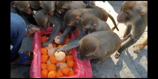 Cooked rice in Orange juice & Mango juice and feeding monkey | Feeding rice ball to the monkey & dog