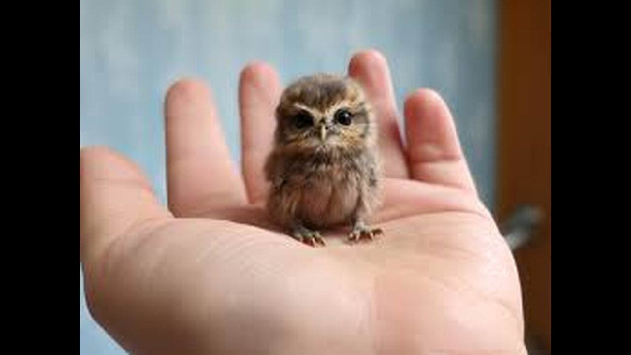 Tiny Owl Returned to Wildlife