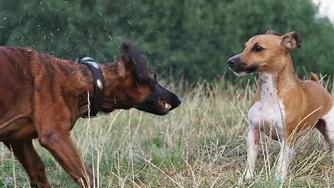SCENTHOUND & (BULL&)TERRIER CROSSES for specific hunters needs in hunting dogs. Two perspectives