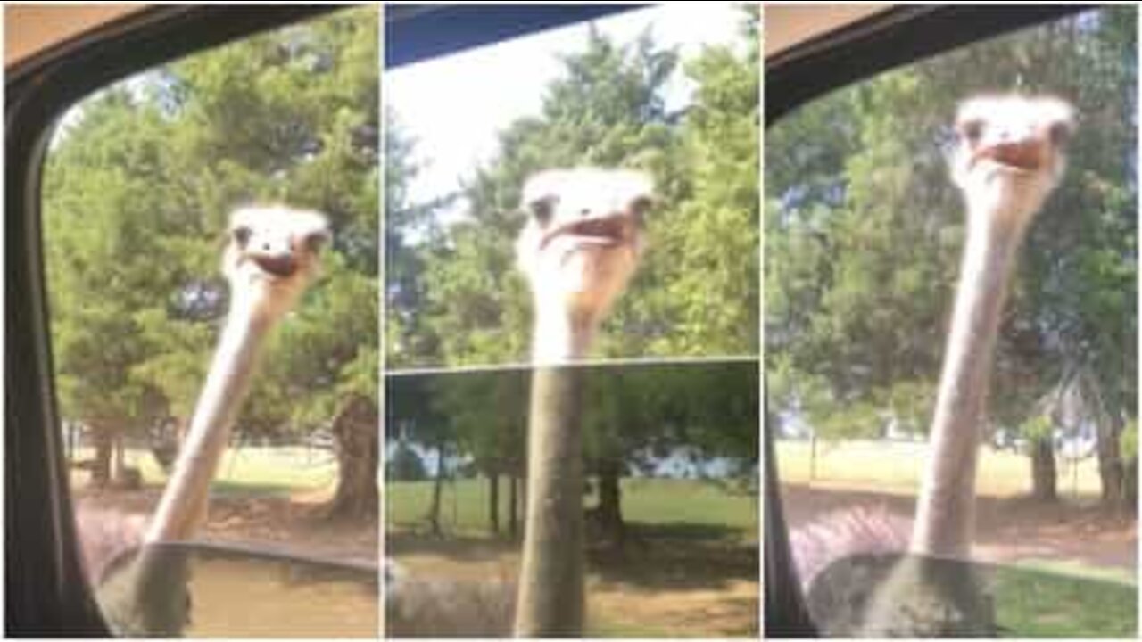 Anche lo struzzo alle prese con la 'Kiki Challenge'