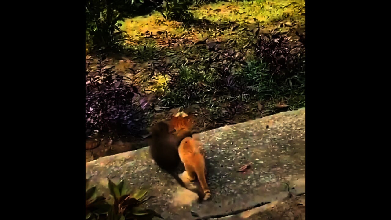 Apenas um macaco e um gato sendo os melhores amigos