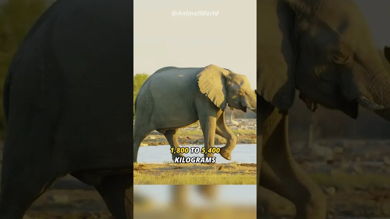 Largest Land Animal | African Elephant 🐘🐘