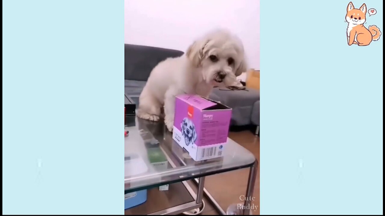 Cute and Funny Moments Dog/Puppy's video