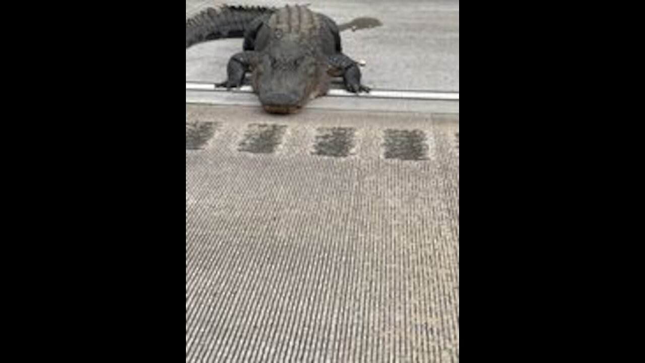 GIGANTIC GATOR on I-75 GA