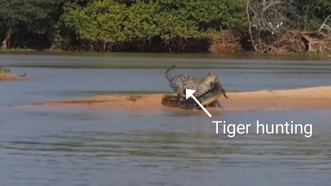 Very cleaverly hunt a crocodile.Tiger.