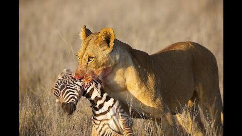 Lion hunting little zebra