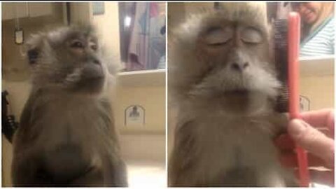 最高にうっとりするサル