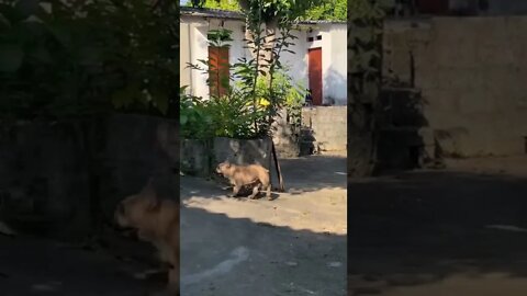 The dog was saved, knowing how to protect the owner in danger
