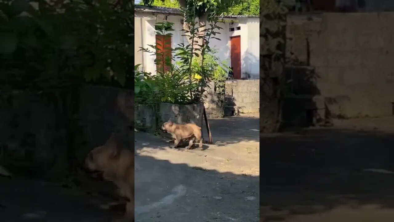 The dog was saved, knowing how to protect the owner in danger